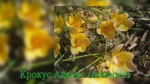 Crocus Advance (Крокус Адванс)