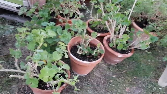 Vlog Прованс-Аллочка. Пеларгонии, работы в саду и уборка.