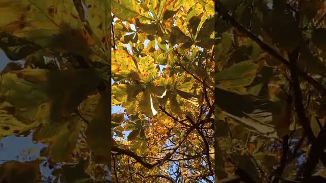 Chestnut Tree in Sunny Autumn Day, Kyiv, Ukraine. 10.oct.2022.