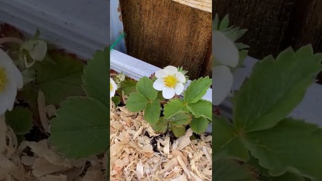 First Strawberry Blossoms | Growing strawberries in containers