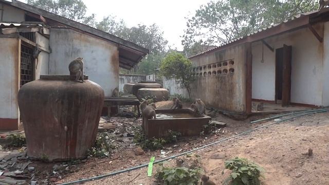 Дикие обезьяны в Таиланде. Провинция Канчанабури смотреть онлайн