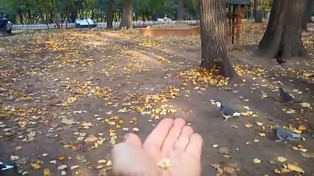 кормление синиц и голубя с руки смотреть онлайн