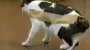 Что будет если на кота наклеить скотч