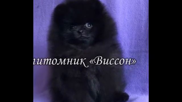 Щенок померанского шпица, продажа