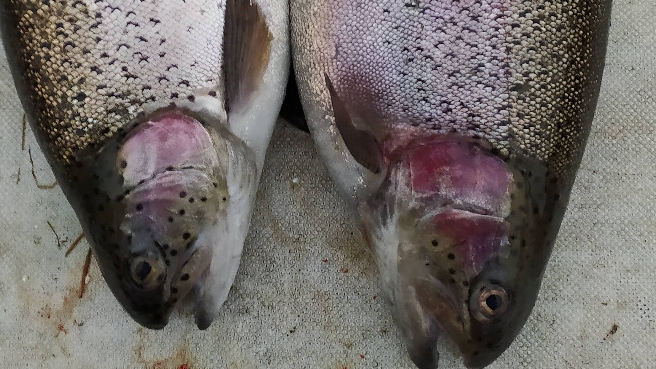 МИСАЙЛОВО TROUT.  Форель под занавес октября.mp4