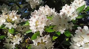Rhododendron 'P. M. A. Tigerstedt'