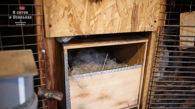 Крольчатам 10 дней. Крольчата открывают глазки смотреть онлайн