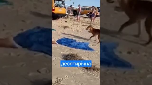 ? Собаки Дінго нападають на туристів #новини