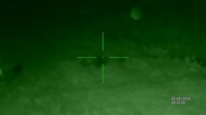Ночная охота с цифровым прицелом ATN X-SIGHT 3-12x на мелкого кабана
