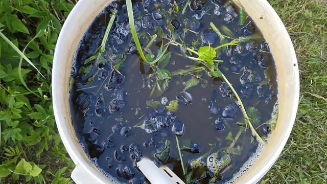 Лучшая подкормка для огурцов без затрат. смотреть онлайн