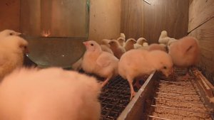 Цыплята Бройлер РОСС 308