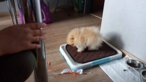 Покупка шпица, Купили собаку породы шпиц, Наш первый померанский шпиц, Щенок шпица, Немецкий шпиц