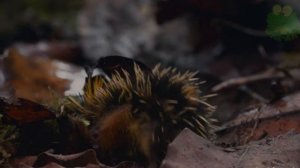 Тенрек интересные факты, животные Африки, полосатый тенрек