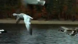 Летят утки...