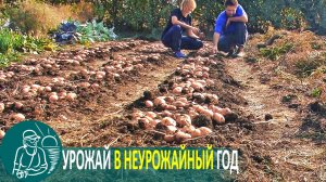 🥔 Посадка картофеля с навозом под окучивание 🌿 Выращивание картофеля по технологии Гордеевых