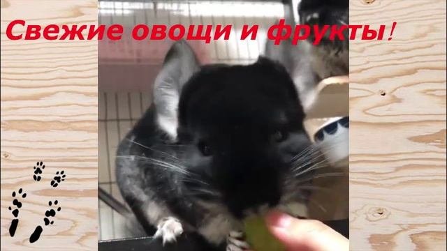 НЕ КОРМИТЕ ЭТИМ ШИНШИЛЛ! ГРУБЕЙШИЕ ОШИБКИ В КОРМЛЕНИИ ШИНШИЛЛ!