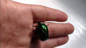 Live flower beetle, green Protaetia aeruginosa, on the hand, spectacular!