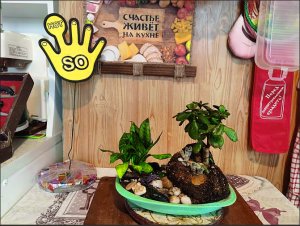 17.Как сдерживать рост бонсай в плоской плошке.mp4