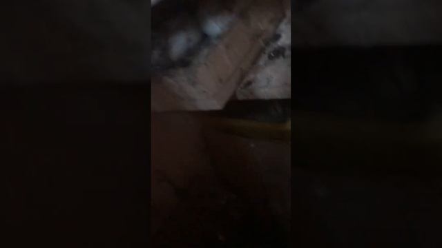 Голуби на балконе смотреть онлайн