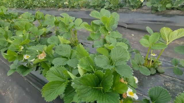 Какой сорт клубники лучше для теплицы!? Альба, Брилла, Ами, Румба, Клэри, давайте смотреть