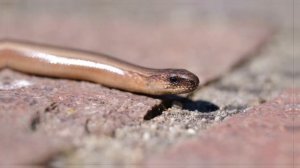 Если ядовитая змея сама себя укусит, то что с ней случится