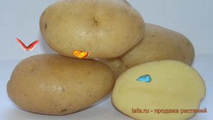Картофель семенной Вымпел ? обзор: как сажать семенной картофель Вымпел