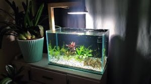 Аквариум медленный травник с гуппи голубая трава