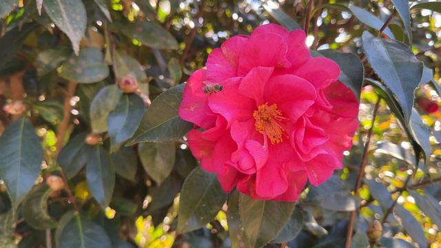 Camellia Winter Garden Flower Tour | Massee Lane Gardens 4K смотреть онлайн
