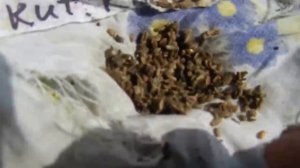 МОРКОВЬ -  Не хитрая подготовка к посеву.  Мудрый совет, как посеять