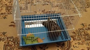 ВЛОГ: Спасаем птенца голубя. Большая грандиозная уборка.