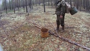 СБОР БЕЛЫХ ГРИБОВ В АРХАНГЕЛЬСКОЙ ОБЛАСТИ