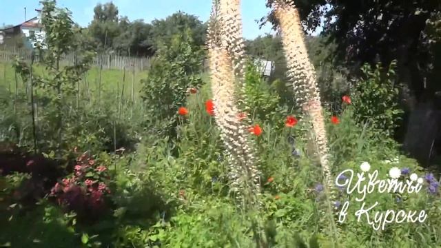 Эремурус смотреть онлайн