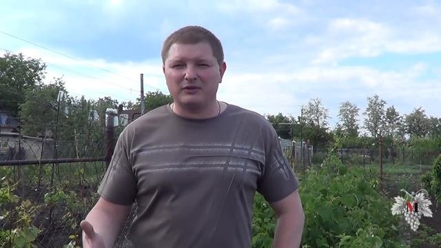 Совместимость препаратов при обработке винограда