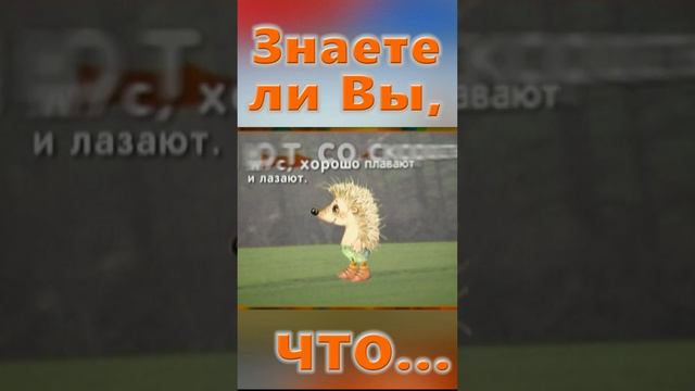 Знаете ли Вы, Что? Ежик