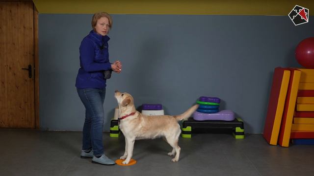 Таргет в дрессировке. Обучение для людей с ограничениями зрения. Танцы с собаками-проводниками смотреть онлайн