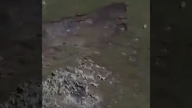 Нападение волчьей стаи на снежного барса ???? смотреть онлайн