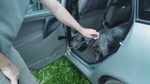 Как одеть поводок злой собаке