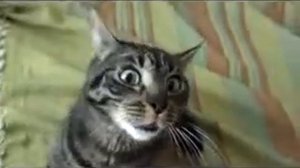 Психо кошка