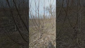 Черешня сорт саммит формировка KGB.                                 Cherry Sammit KGB, ?☀️