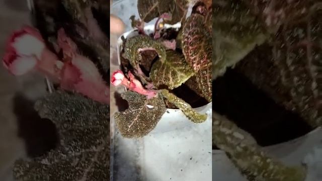 Episcias, Tips transplantes para plantas Nuevas 🌸🌸🌷🌸🌷 смотреть онлайн