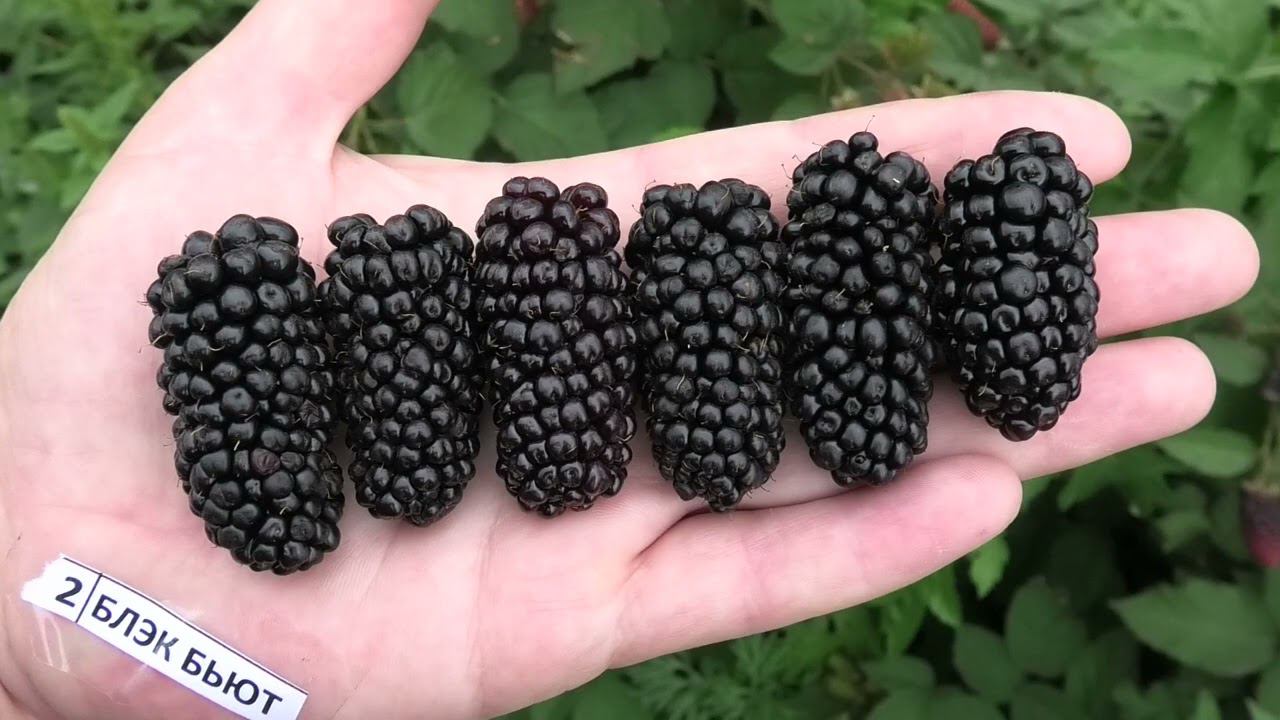 БЛЭК БЬЮТ очень ранний сорт крупноплодной ежекики смотреть онлайн