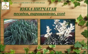 Юкка нитчатая садовая выращивание, уход
