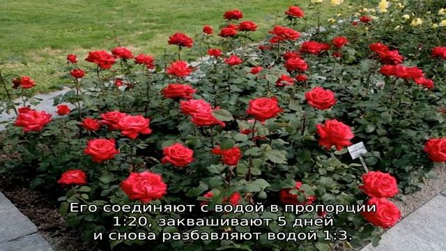 Роза Гранд Аморе смотреть онлайн