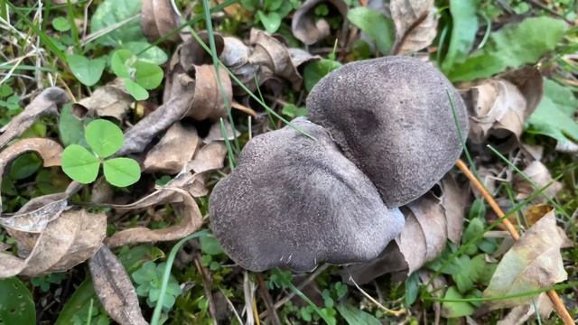 Tricholoma terreum (Рядовка землисто-серая), November 2, 2020