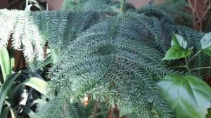 #араукария #комнатныерастения / Араукария (лат. Araucaria). Ель в квартире