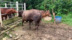 in heat cow mating