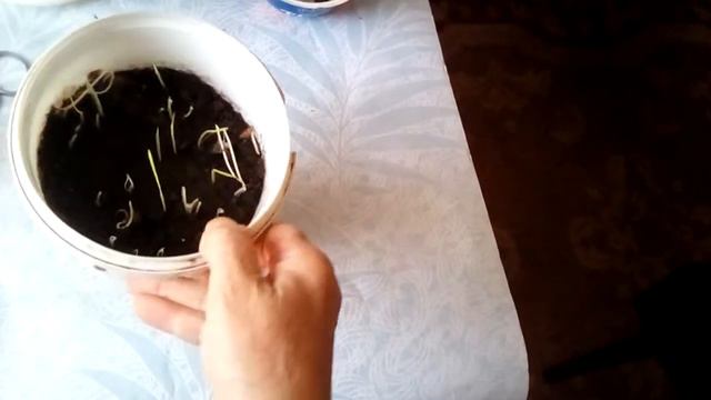 Посадка,пересадка,удивление!? смотреть онлайн