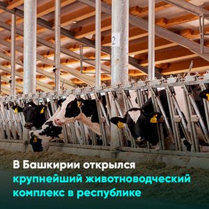 В Башкирии открылся крупнейший животноводческий комплекс в республике