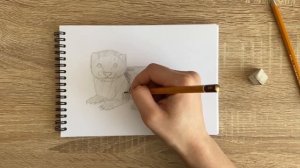 Как нарисовать ласку карандашом | Рисунок для начинающих поэтапно