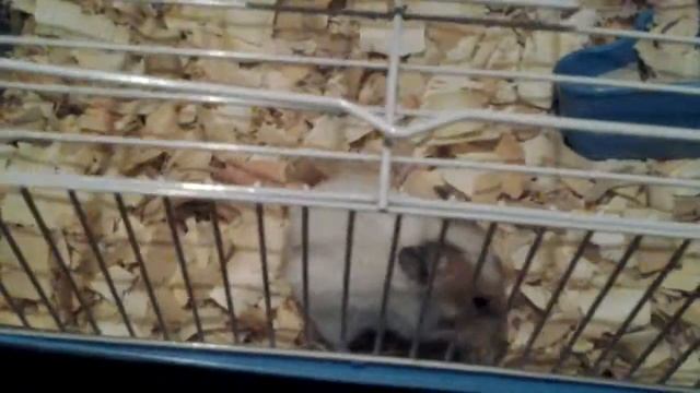 Хомяк в доме, лежащий кусочек шерсти смотреть онлайн